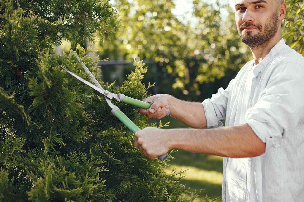 Trusted Indian River Shores, FL Tree Service Experts